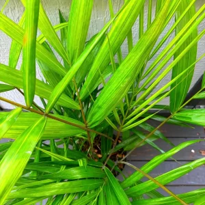 Cabada Palm Tree Live Plant - Rare Tropical Palm - 3 Gallon Pot - 2-3 Ft Tall - Image 3