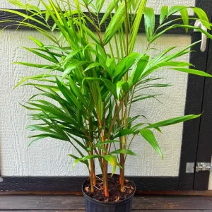 Cabada Palm Tree Live Plant - Rare Tropical Palm - 3 Gallon Pot - 2-3 Ft Tall - Image 1