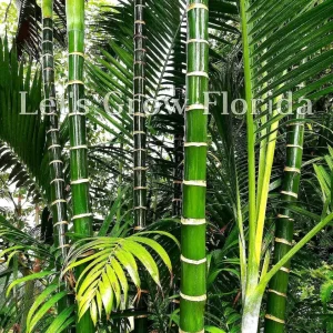Cabada Palm Tree Live Plant - Rare Tropical Palm - 3 Gallon Pot - 2-3 Ft Tall - Image 5