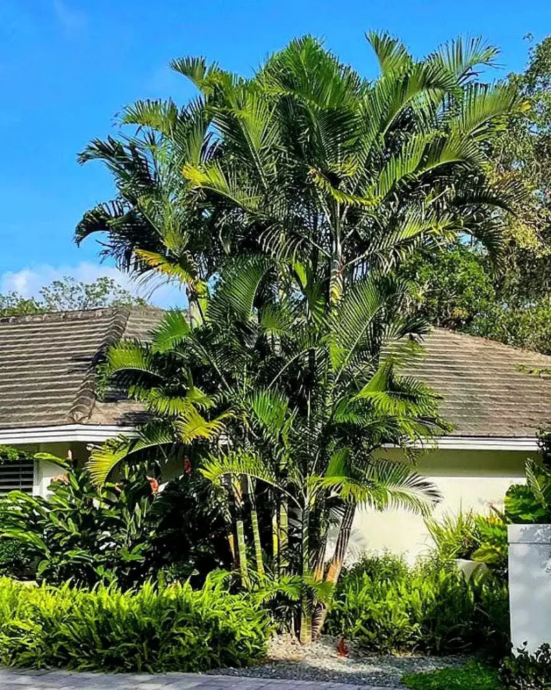 Cabada Palm Tree - Rare Tropical Live Plant - 3 Gallon Pot