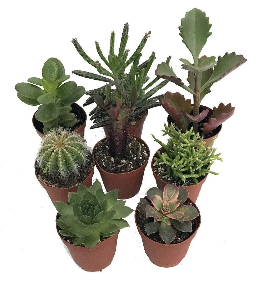 Cactus & Succulent Live Plant Collection - 8 Species, 2-inch Pots, Assorted - Image 1