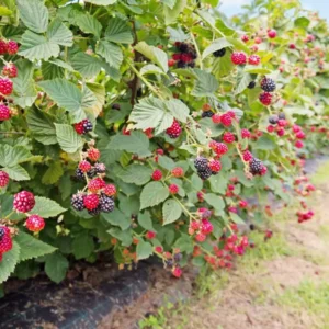 Caddo Blackberry Live Plant - Thornless Fruit Starter Plug - USDA Zones 5-9 - Image 5