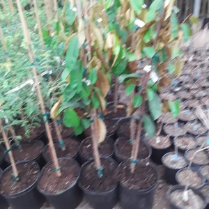 Caimito Live Plant - Star Apple Tree - 2 to 3 Feet Tall - Ships in 3 Gallon Pot - Image 2