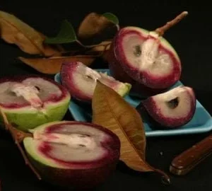 Caimito Live Plant - Star Apple Tree - 3 to 4 feet Tall - Ship in 7 Gallon Pot - Image 1