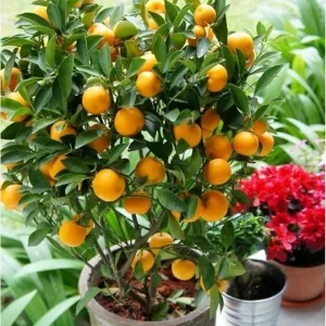 Calamansi Live Plant - Dwarf Calamondin Tree - Already Bearing Fruit - 1-2 Feet Tall in Gallon Pot - Indoor/Outdoor - Image 5