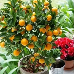 Calamansi Live Plant - Dwarf Calamondin Tree - Already Bearing Fruit - 1-2 Feet Tall in Gallon Pot - Indoor/Outdoor - Image 6