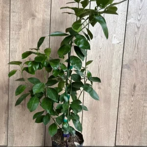 Calamondin Live Plant - Calamansi Citrus Tree in Half Gallon Pot - Image 4