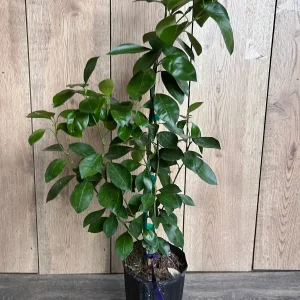 Calamondin Live Plant - Calamansi Citrus Tree in Half Gallon Pot - Image 6