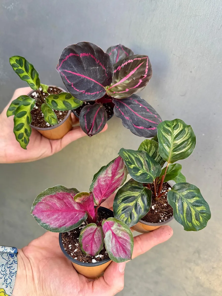 Calathea Assorted 4 Live Plants Set - 2 inch Pot Rooted Prayer Plants Indoor - Image 5