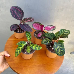 Calathea Assorted 4 Live Plants Set - 2 inch Pot Rooted Prayer Plants Indoor - Image 6