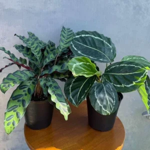 Calathea Assorted Live Plant Set - 2 Prayer Plants - 4 inch Pots - Indoor - Image 2