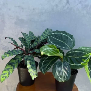 Calathea Assorted Live Plant Set - 2 Prayer Plants - 4 inch Pots - Indoor - Image 1