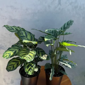 Calathea Assorted Live Plant Set - 2 Prayer Plants - 4 inch Pots - Indoor - Image 4