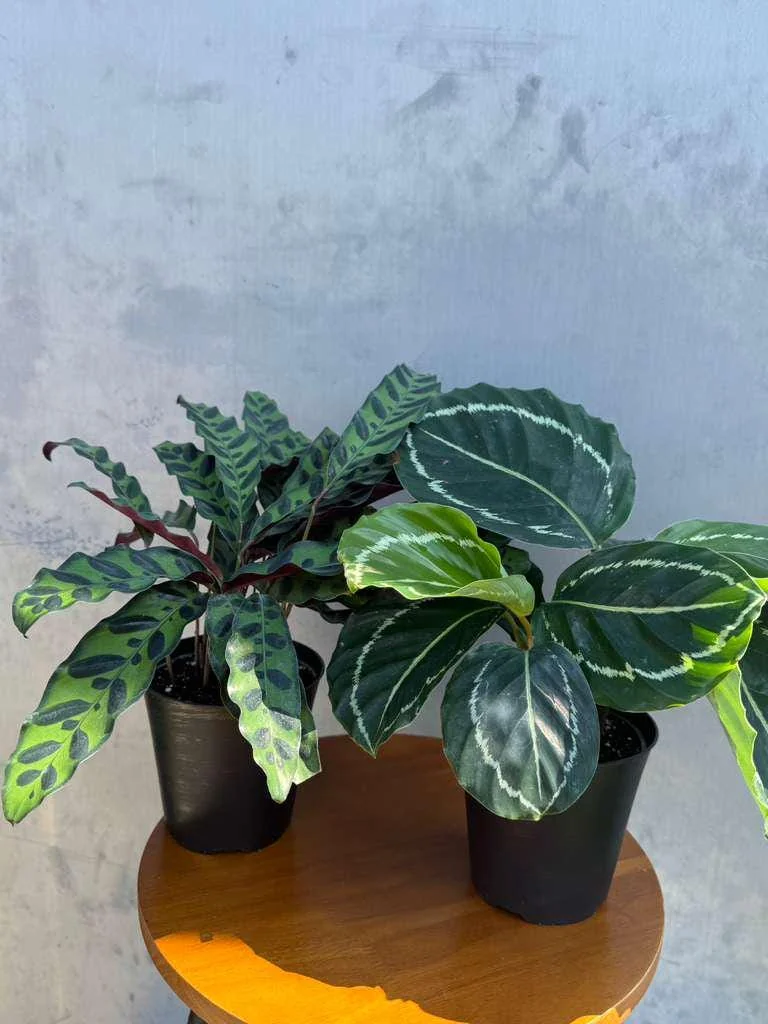 Calathea Assorted Live Plant Set - 2 Prayer Plants in 4 inch Pots - Indoor - Image 2