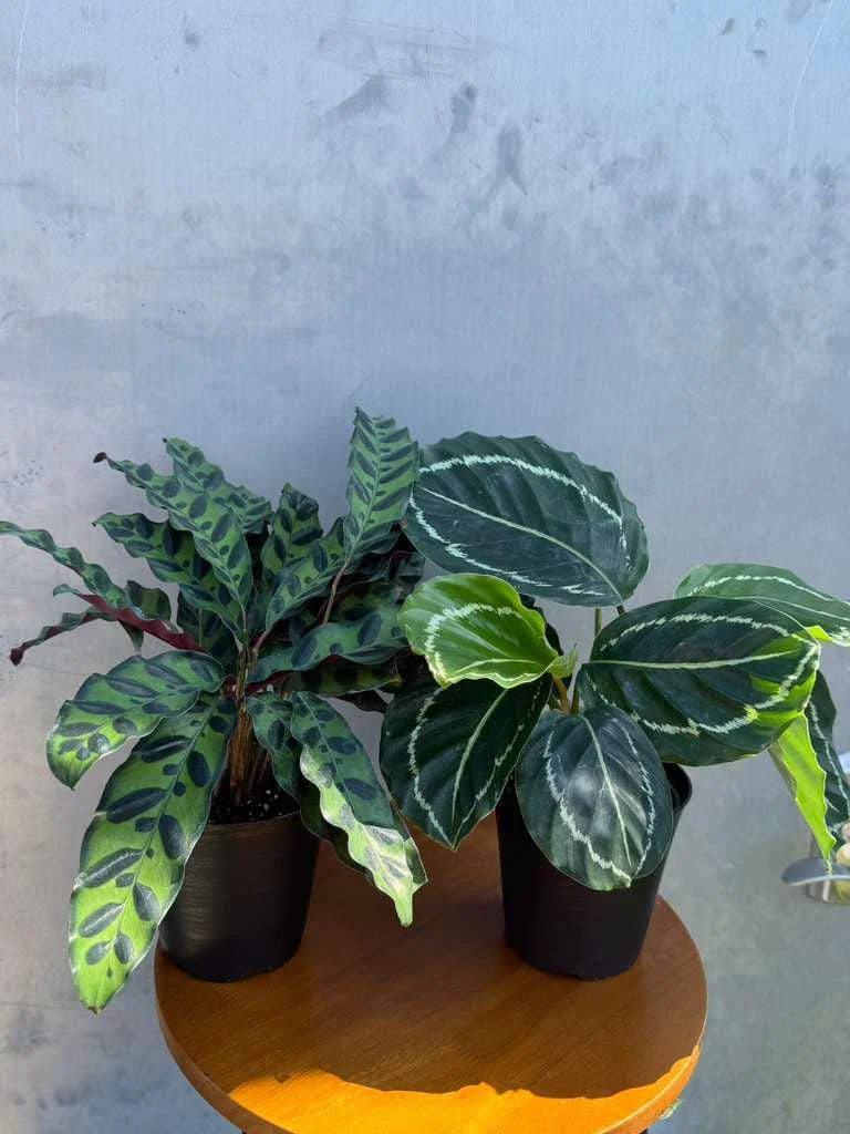 Calathea Assorted Live Plant Set - 2 Prayer Plants in 4 inch Pots - Indoor - Image 3