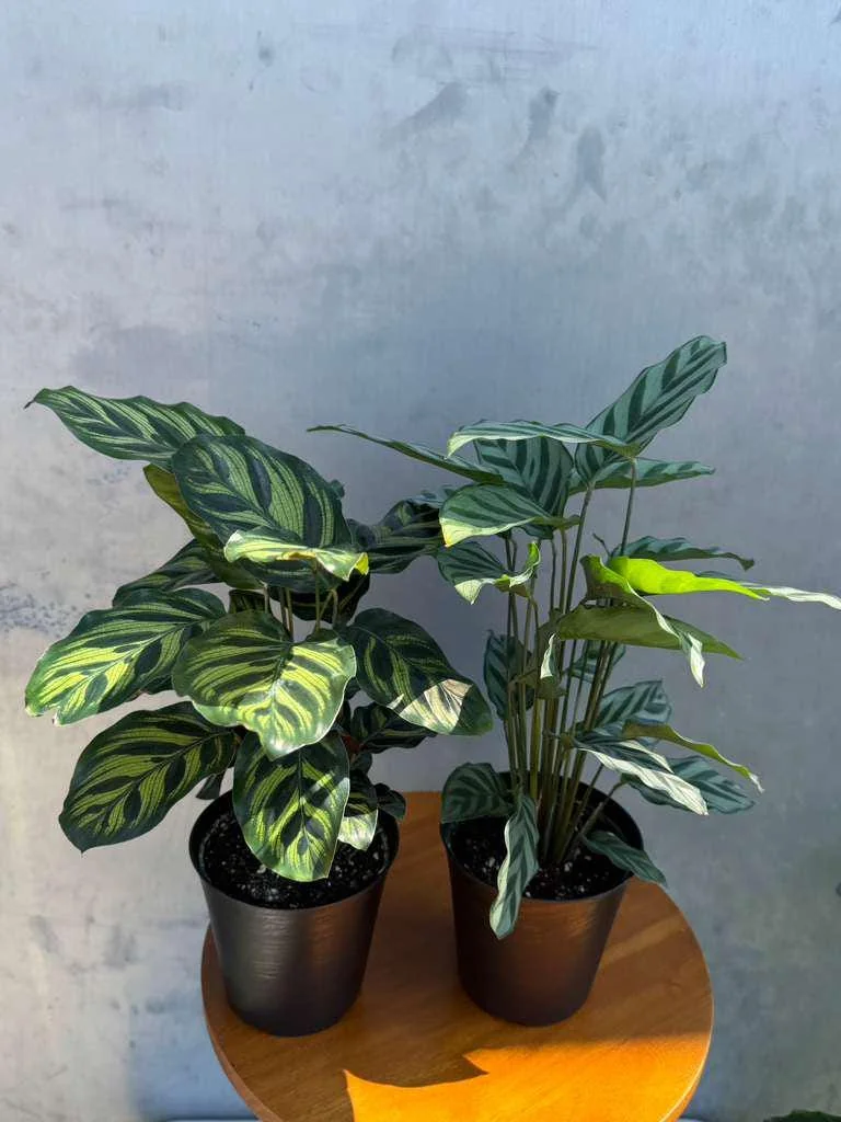 Calathea Assorted Live Plant Set - 2 Prayer Plants in 4 inch Pots - Indoor - Image 4