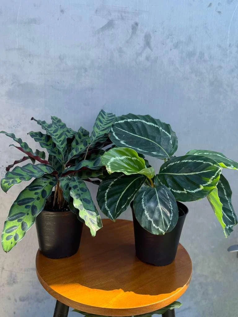 Calathea Assorted Live Plant Set - 2 Prayer Plants in 4 inch Pots - Indoor - Image 5