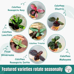 Calathea Assorted Set of 4 Live Prayer Plants - Pet-Friendly Indoor Houseplants - Image 4