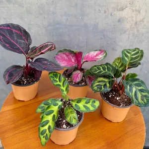 Calathea Assorted Set of 4 Live Prayer Plants - Pet-Friendly Indoor Houseplants - Image 5