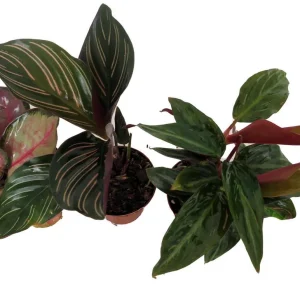 Calathea Assortment Live Plant 3 Pack in 2-inch Pots - Indoor Tropical Foliage - Image 2