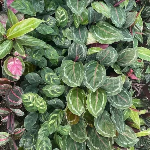 Calathea Assortment Live Plant 3 Pack in 2-inch Pots - Indoor Tropical Foliage - Image 3