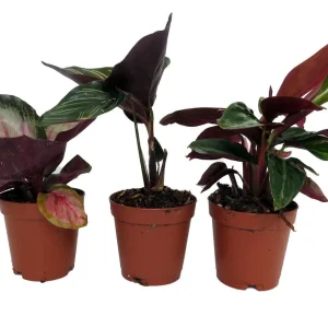 Calathea Assortment Live Plant 3 Pack in 2-inch Pots - Indoor Tropical Foliage - Image 1