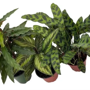 Calathea Assortment Live Plant – 3 Pack in 4 inch Pots – Indoor Tropical Foliage - Image 2