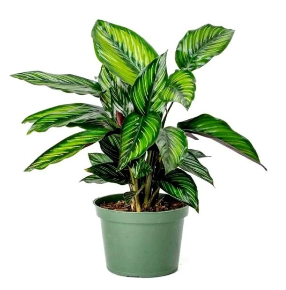 Calathea Beauty Star Peacock Plant - Live Indoor Houseplant - 4 inch Pot - Image 3