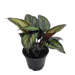 Calathea Beauty Star Peacock Plant - Live Indoor Houseplant - 4 inch Pot - Image 1