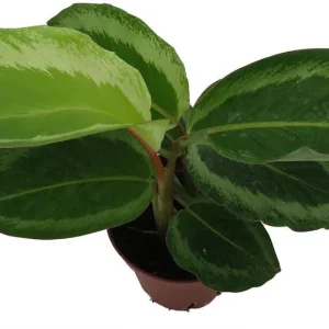 Calathea Bicajoux Live Plant – Prayer Plant – 4 inch Pot – Indoor - Image 3