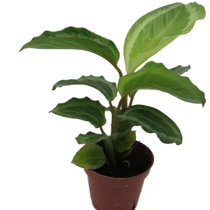Calathea Bicajoux Live Plant – Prayer Plant – 4 inch Pot – Indoor - Image 4