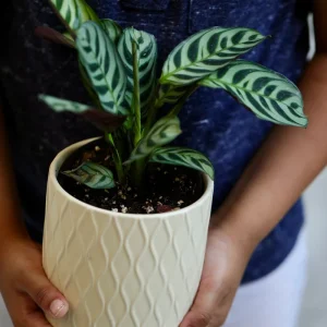 Calathea Burle Marx Live Plant - 3 inch Nursery Pot - Pet-Friendly Houseplant - Image 2