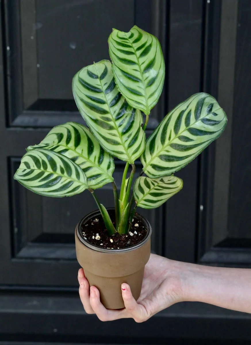 Calathea Burle Marx Live Plant – 3 inch Nursery Pot – Indoor Houseplant - Image 2