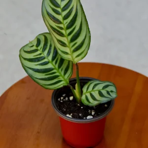 Calathea Burle Marx Live Plant – 3 inch Nursery Pot – Indoor Houseplant - Image 2