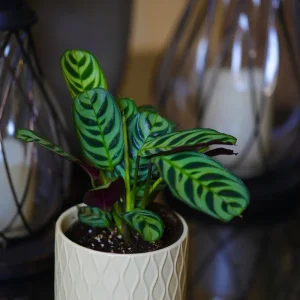 Calathea Burle Marx Live Plant - 3 inch Nursery Pot - Pet-Friendly Houseplant - Image 4