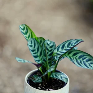 Calathea Burle Marx Live Plant - 3 inch Nursery Pot - Pet-Friendly Houseplant - Image 5