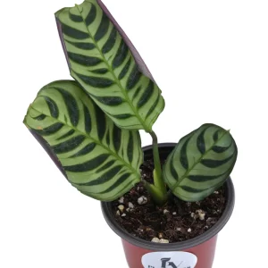 Calathea Burle Marx Live Plant – 3 inch Nursery Pot – Indoor Houseplant - Image 5