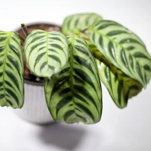 Calathea Burle Marx Live Plant - 3 inch Nursery Pot - Pet-Friendly Houseplant - Image 6