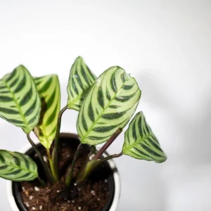 Calathea Burle Marx Live Plant - 3 inch Nursery Pot - Pet-Friendly Houseplant - Image 7