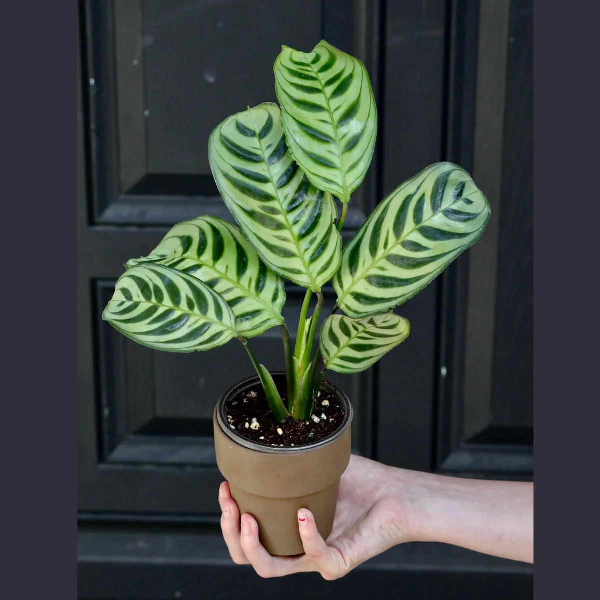 Calathea Burle Marx Live Plant – 3 inch Nursery Pot – Indoor Houseplant - Image 1