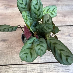 Calathea Burle Marx Live Plant - Fishbone Prayer Plant in 4" Pot Indoor - Image 2