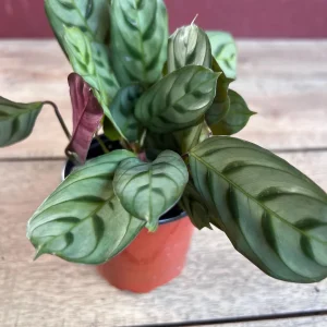 Calathea Burle Marx Live Plant - Fishbone Prayer Plant in 4" Pot Indoor - Image 1