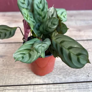 Calathea Burle Marx Live Plant - Fishbone Prayer Plant in 4