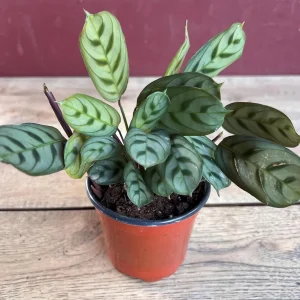Calathea Burle Marx Live Plant - Fishbone Prayer Plant in 4