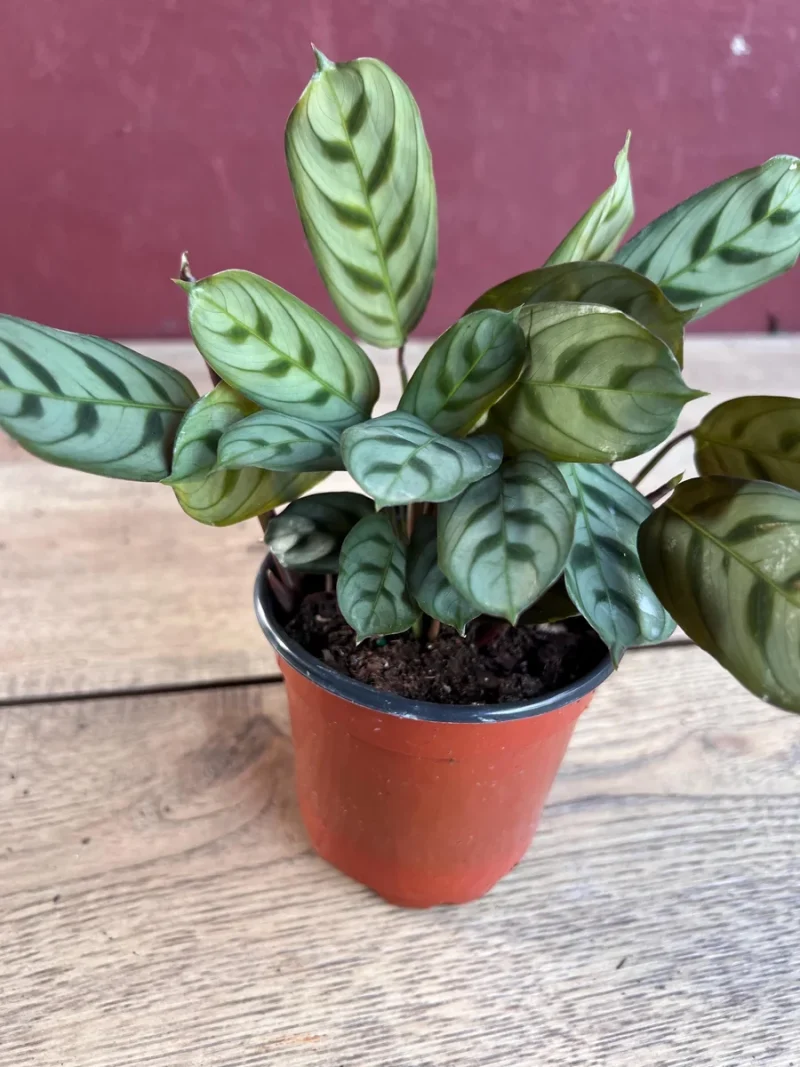 Calathea Burle Marx Prayer Plant - Live Indoor Plant in 4" Pot