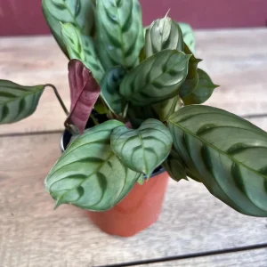 Calathea Burle Marx Live Plant - Fishbone Prayer Plant in 4