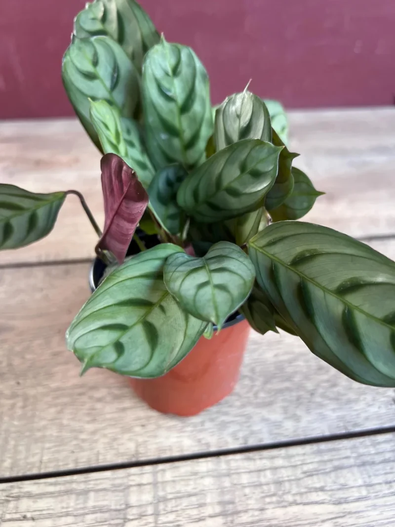 Calathea Burle Marx Prayer Plant - Live Indoor Plant in 4" Pot