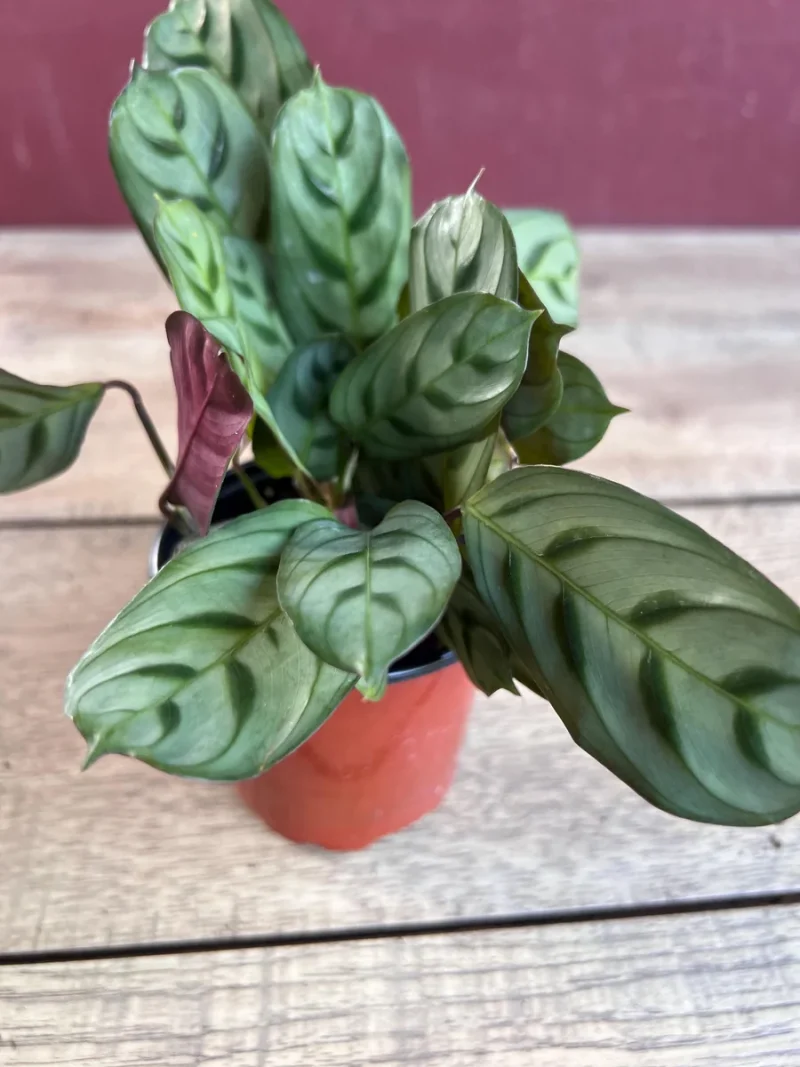 Calathea Burle Marx Prayer Plant - Live Indoor Plant in 4" Pot