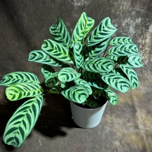 Calathea Burle Marx Live Plant in 6 inch Pot - Potted Houseplant, Air Purifier - Image 5