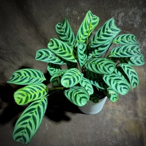 Calathea Burle Marx Live Plant in 6 inch Pot - Potted Houseplant, Air Purifier - Image 6